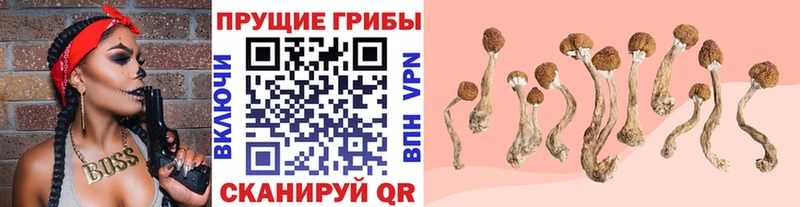 Псилоцибиновые грибы Cubensis  Чистополь 